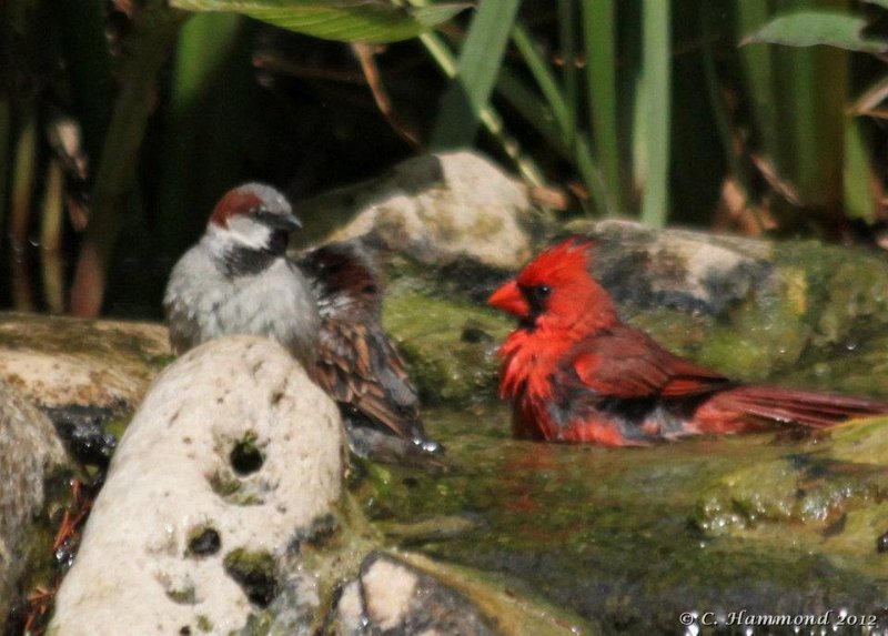 Cardinal and 2 House Sparrows.jpg